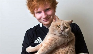 Ed Sheeran rescues stray kittens.