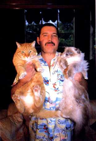 Freddie Mercury loved his cats.