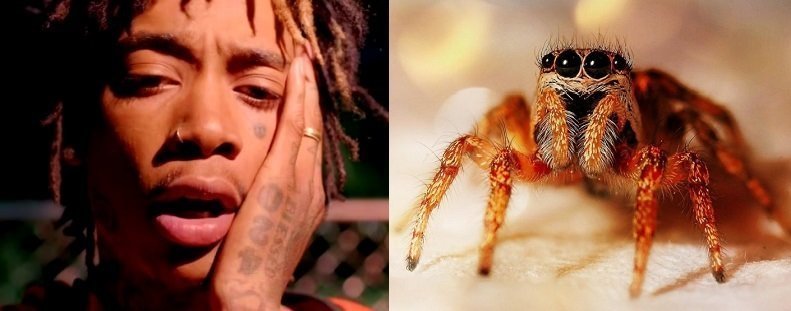 Wiz Khalifa suffers from arachnophobia