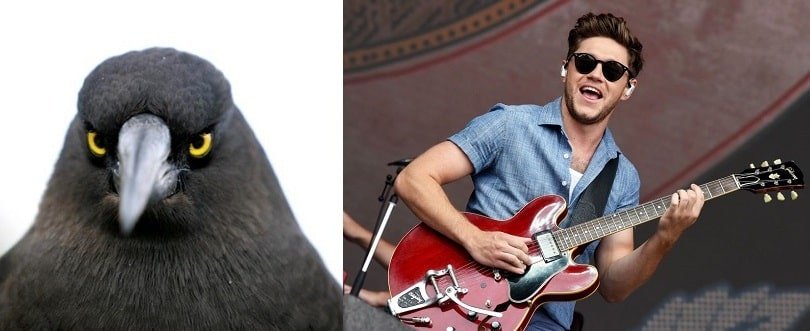 nail horan of one direction was attacked by a pigeon.